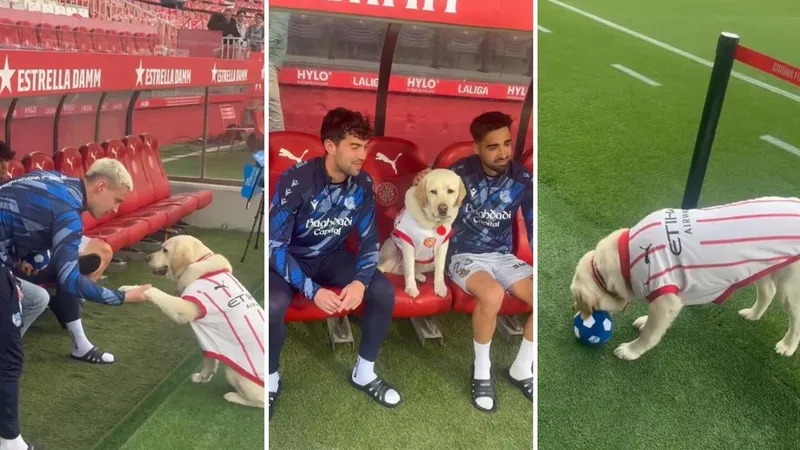 La anfitriona más adorable del fútbol: perrita del Girona enamora al rival con una cálida bienvenida (VIDEO)