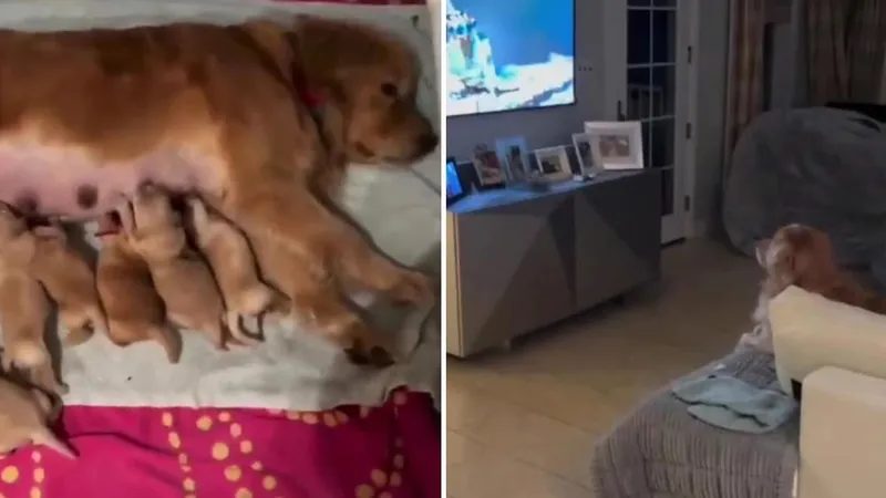 "Papá del año": perrita amamanta a sus cachorros mientras el papá perro mira la TV (VIDEO)