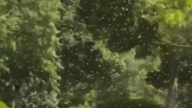 VIDEO: Un enorme 'tornado de abejas' invade el jardín de la Casa Blanca