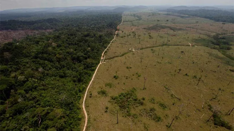 Sudamérica concentra la mayor pérdida de bosques del mundo