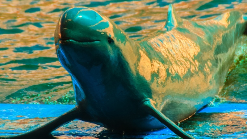 Indonesia tomará medidas urgentes para proteger a los raros delfines de agua dulce