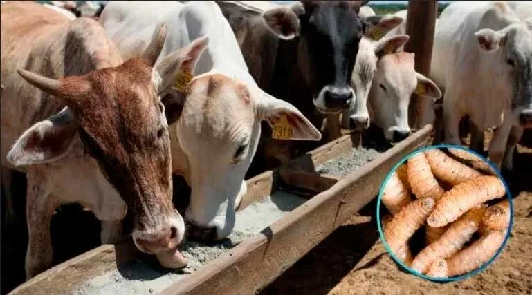 IPSA desarrolla acciones para erradicar gusano barrenador