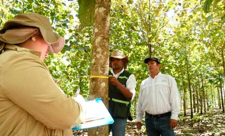 Sector forestal aporta más de 234 mil dólares a la economía