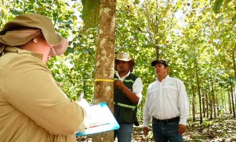 Sector forestal aporta más de 234 mil dólares a la economía
