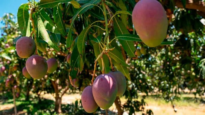 Producción de mango con buen comportamiento