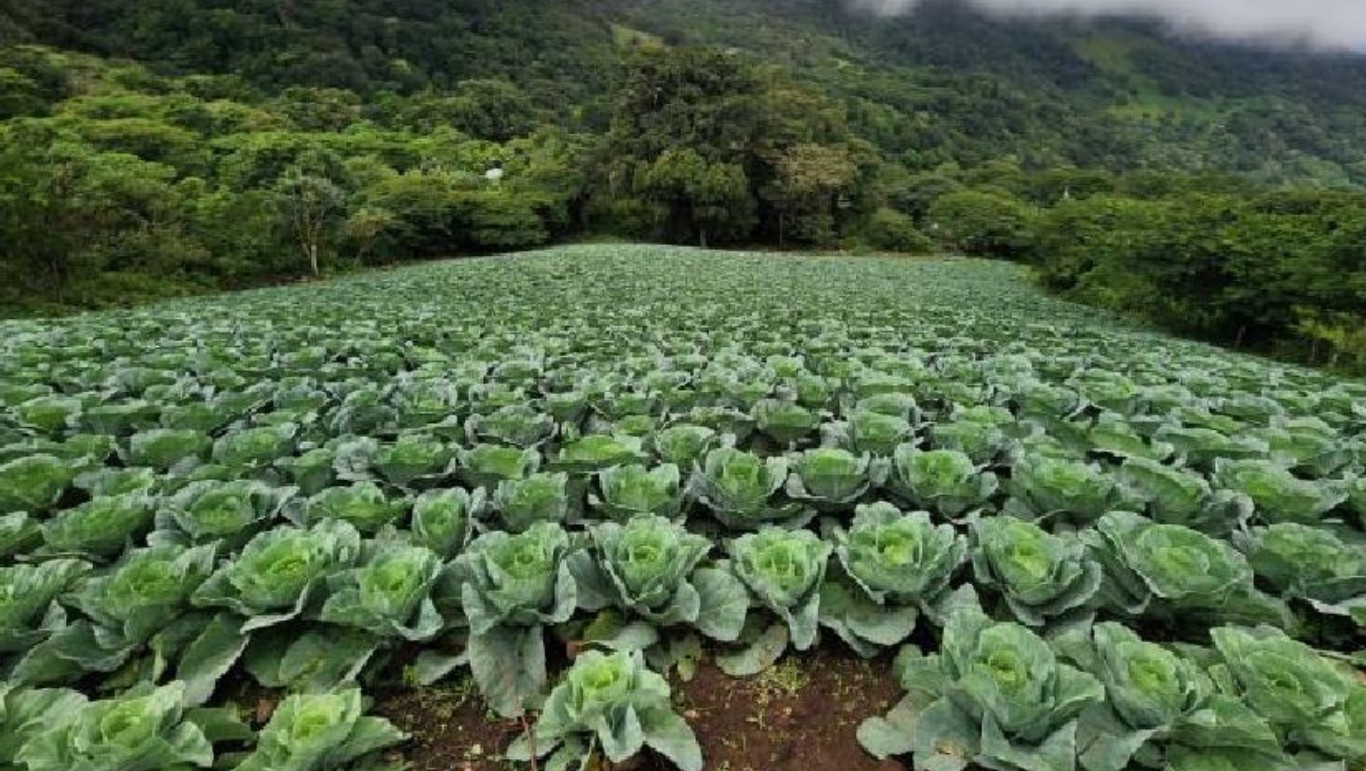 Cosecha de repollo impulsa economía rural y garantiza disponibilidad para familias