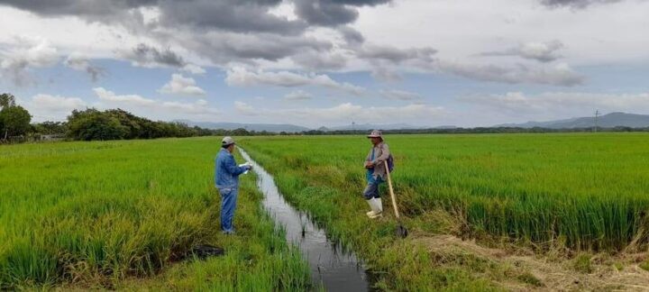 Nicaragua refuerza soberanía alimentaria con siembra de arroz de riego